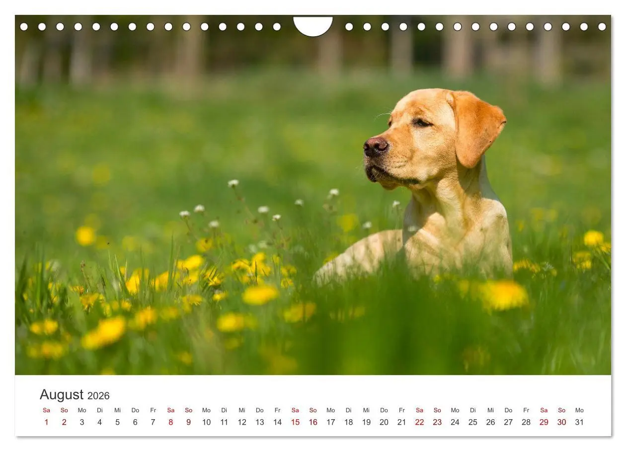 Bild: 9783457554159 | Labrador - Der Vierbeiner in Szene gesetzt. (Wandkalender 2026 DIN...