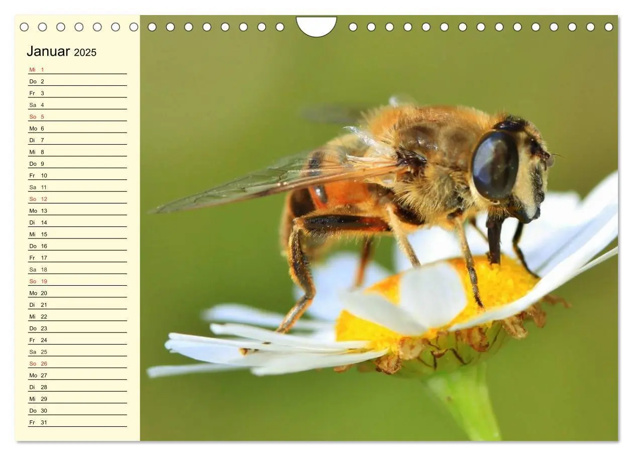 Bild: 9783435514359 | Fleißige Bienen. Von der Blüte bis zum Honig (Wandkalender 2025 DIN...