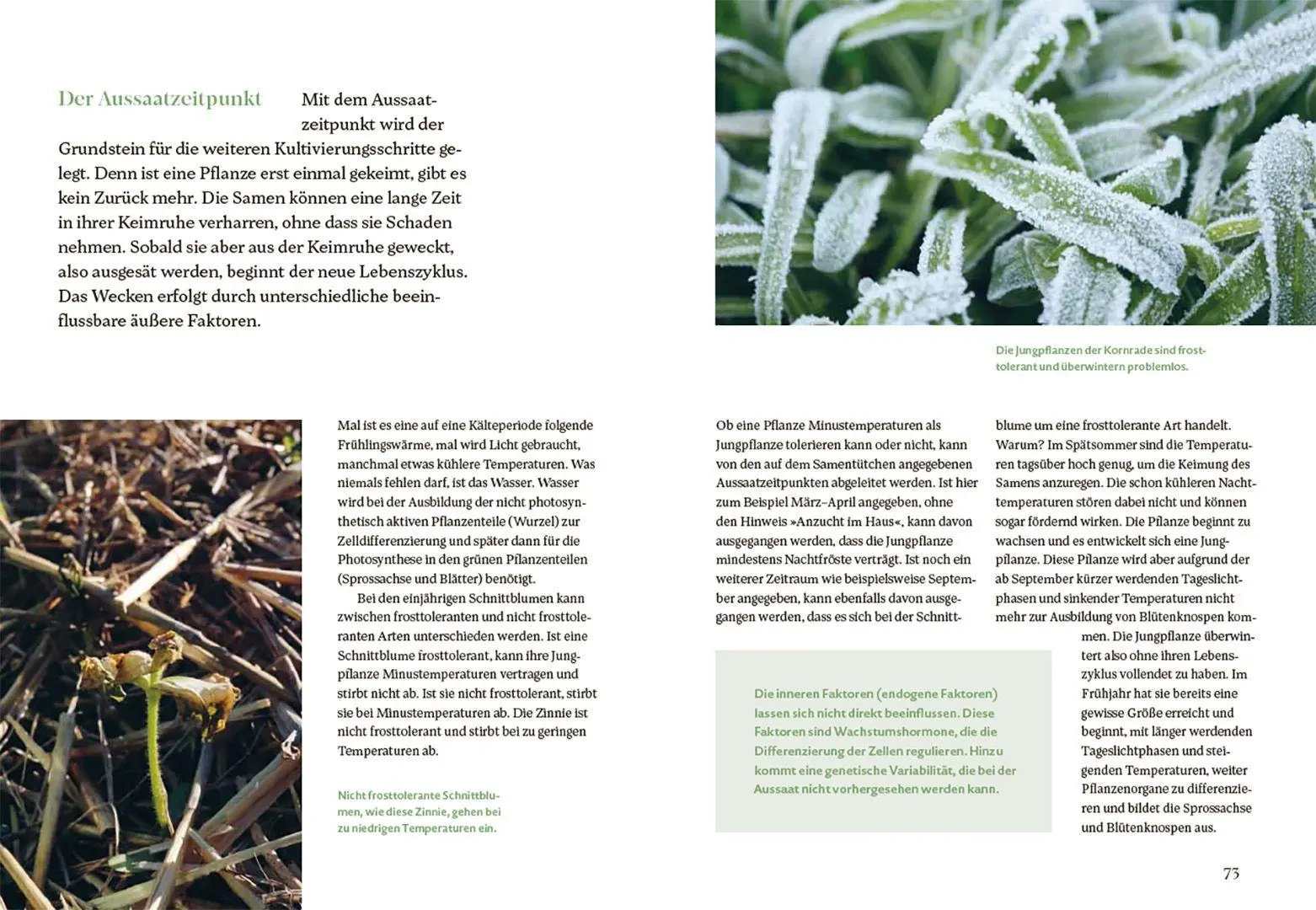Bild: 9783258084459 | Blütenreich - Schnittblumen mit Herz und Hand vermehren | Buch | 2026