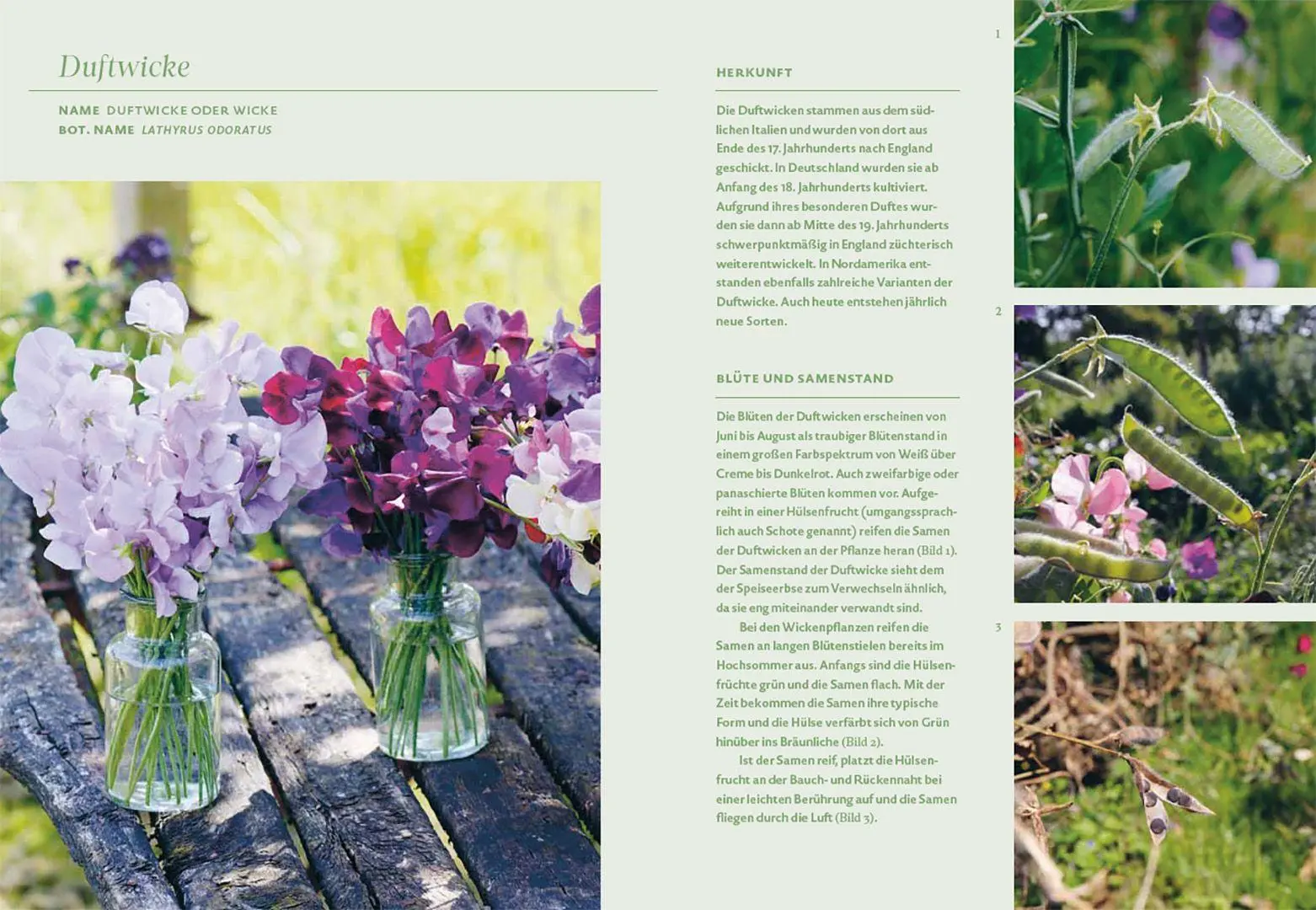 Bild: 9783258084459 | Blütenreich - Schnittblumen mit Herz und Hand vermehren | Buch | 2026