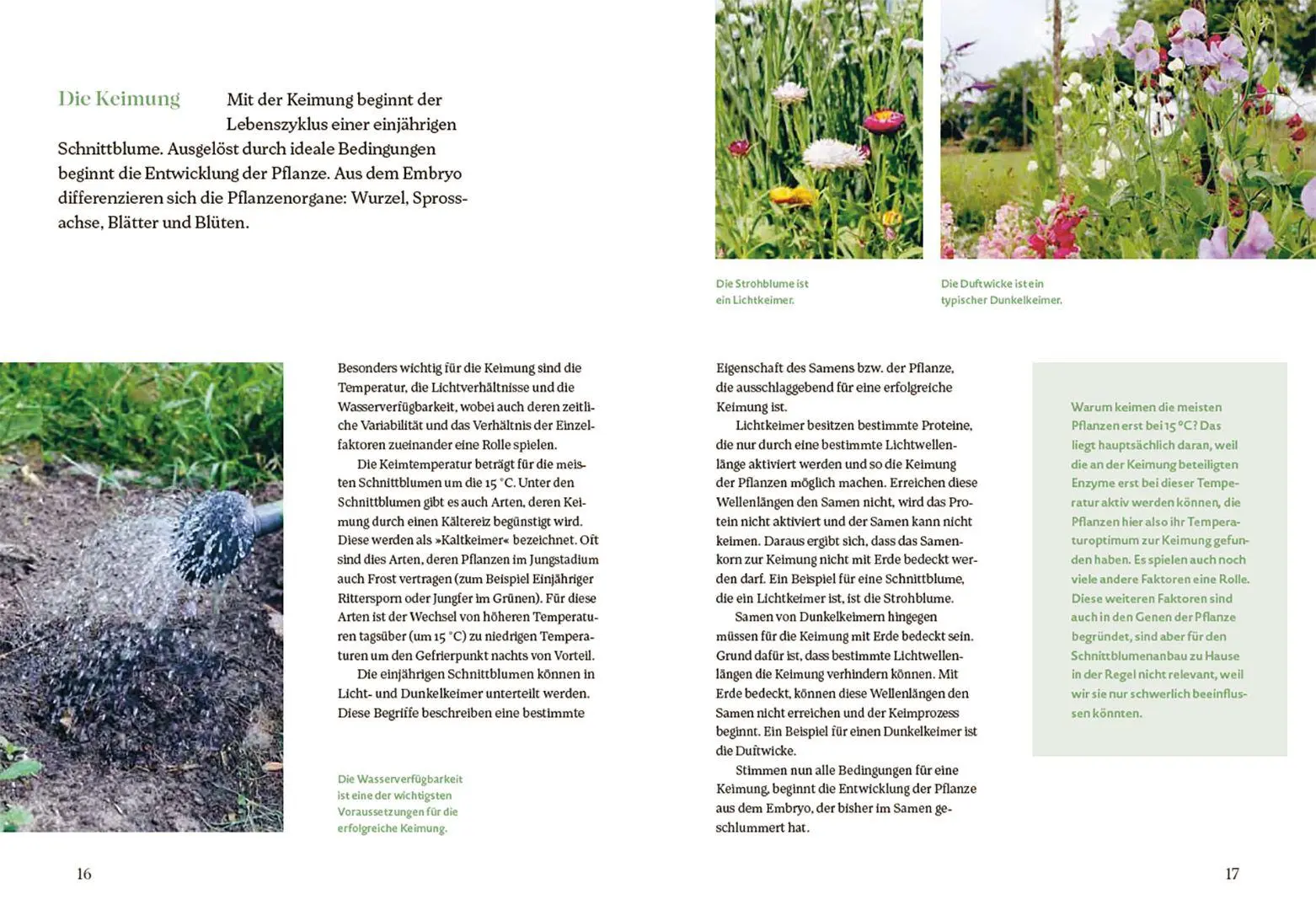 Bild: 9783258084459 | Blütenreich - Schnittblumen mit Herz und Hand vermehren | Buch | 2026