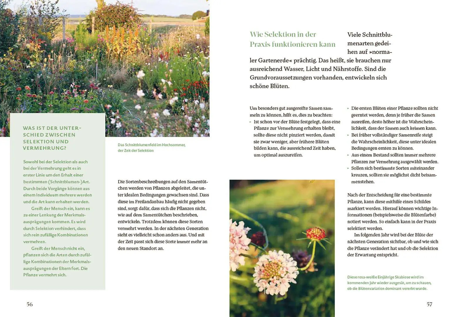 Bild: 9783258084459 | Blütenreich - Schnittblumen mit Herz und Hand vermehren | Buch | 2026