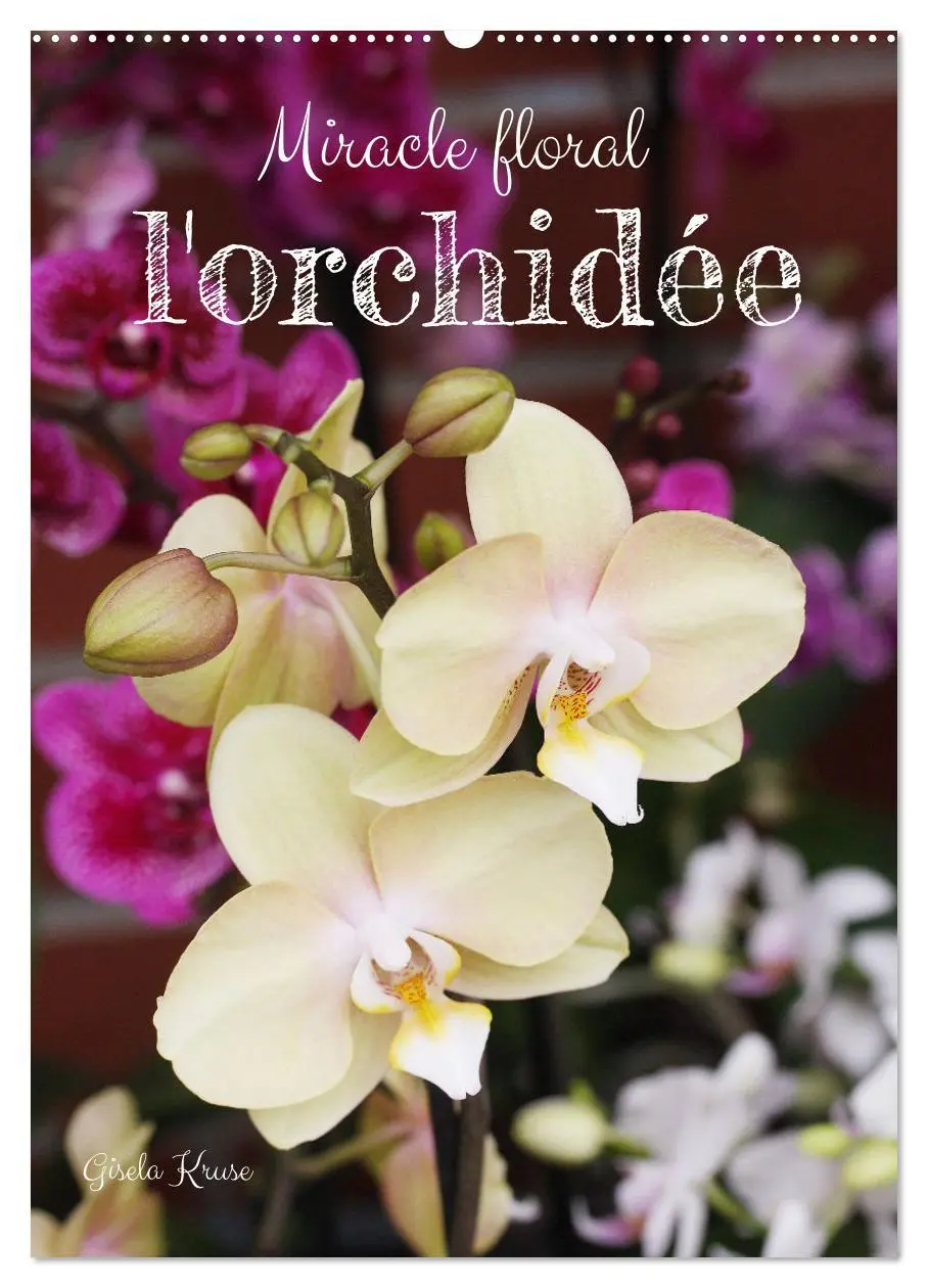 Cover: 9783516544459 | Miracle floral l'orchidée (Calendrier mural 2026 DIN A2...