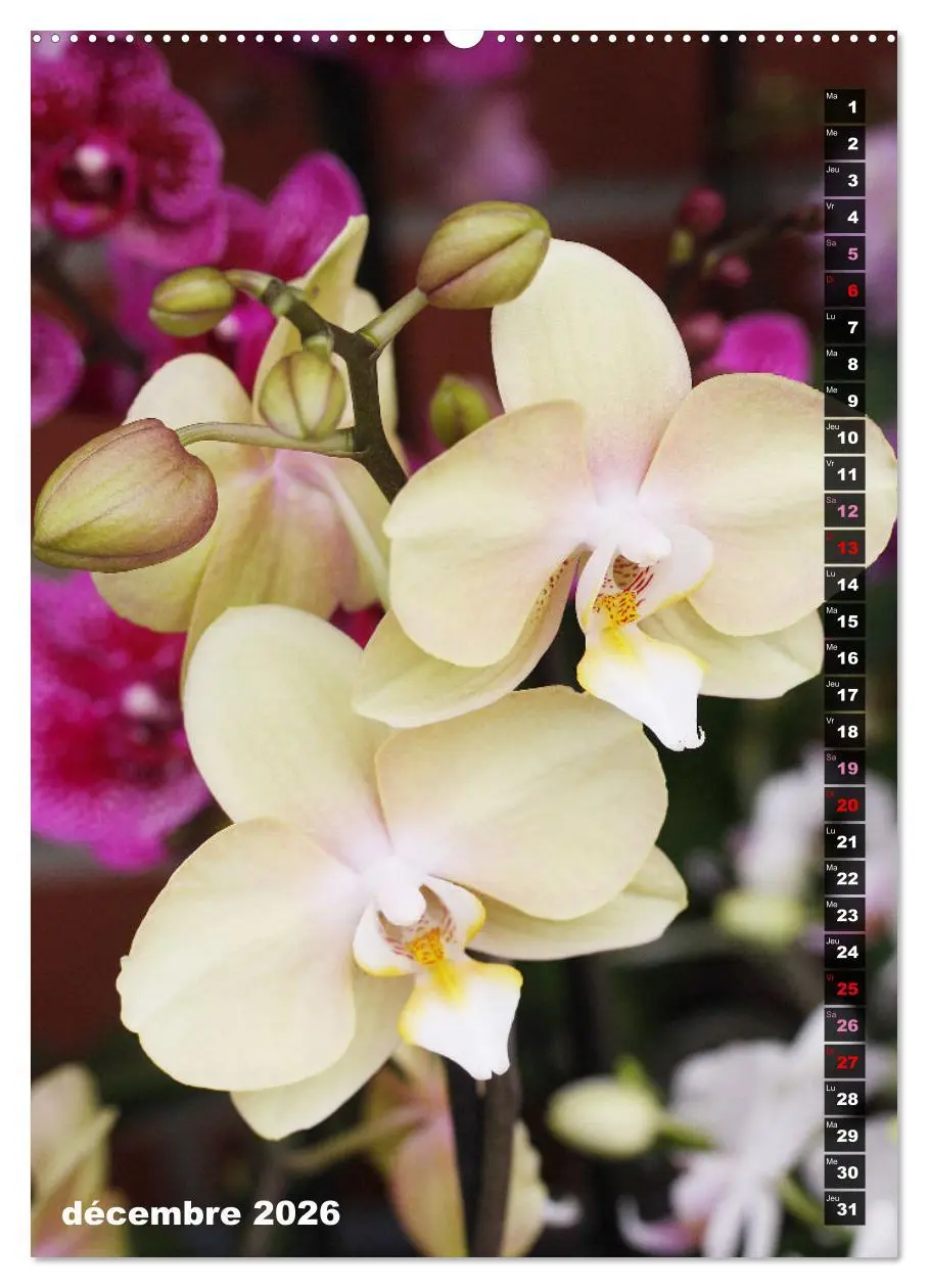 Bild: 9783516544459 | Miracle floral l'orchidée (Calendrier mural 2026 DIN A2...