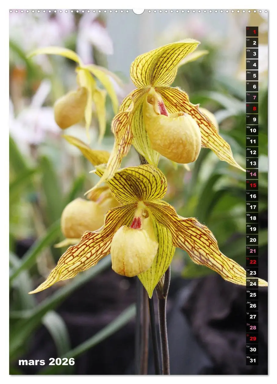 Bild: 9783516544459 | Miracle floral l'orchidée (Calendrier mural 2026 DIN A2...