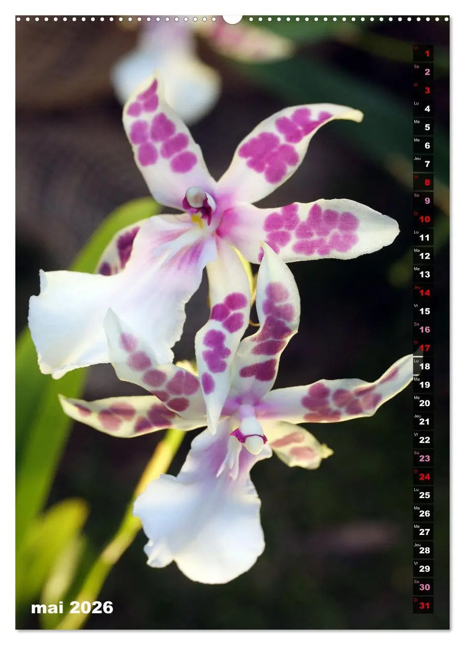 Bild: 9783516544459 | Miracle floral l'orchidée (Calendrier mural 2026 DIN A2...