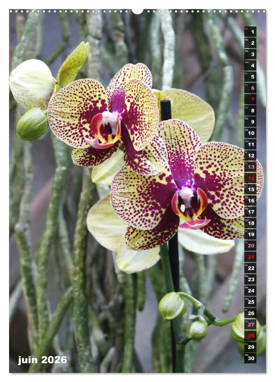 Bild: 9783516544459 | Miracle floral l'orchidée (Calendrier mural 2026 DIN A2...
