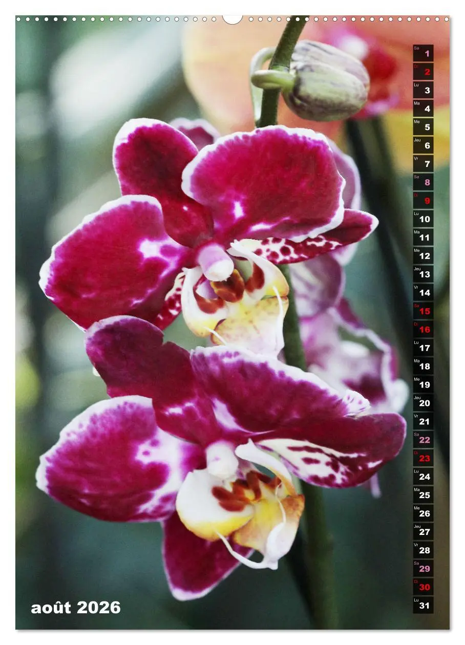 Bild: 9783516544459 | Miracle floral l'orchidée (Calendrier mural 2026 DIN A2...