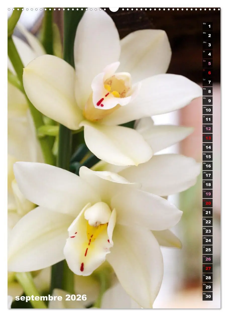 Bild: 9783516544459 | Miracle floral l'orchidée (Calendrier mural 2026 DIN A2...