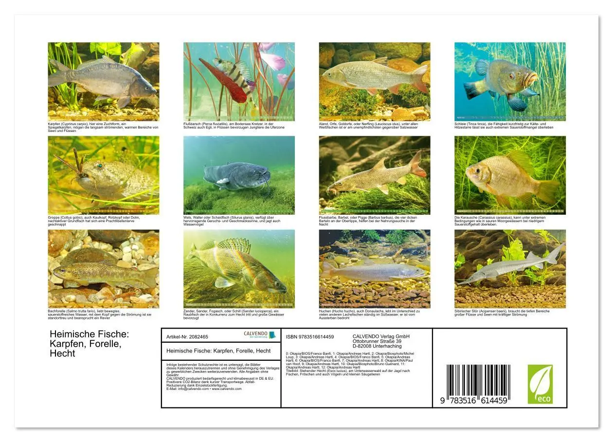Bild: 9783516614459 | Heimische Fische: Karpfen, Forelle, Hecht (Wandkalender 2026 DIN A4...