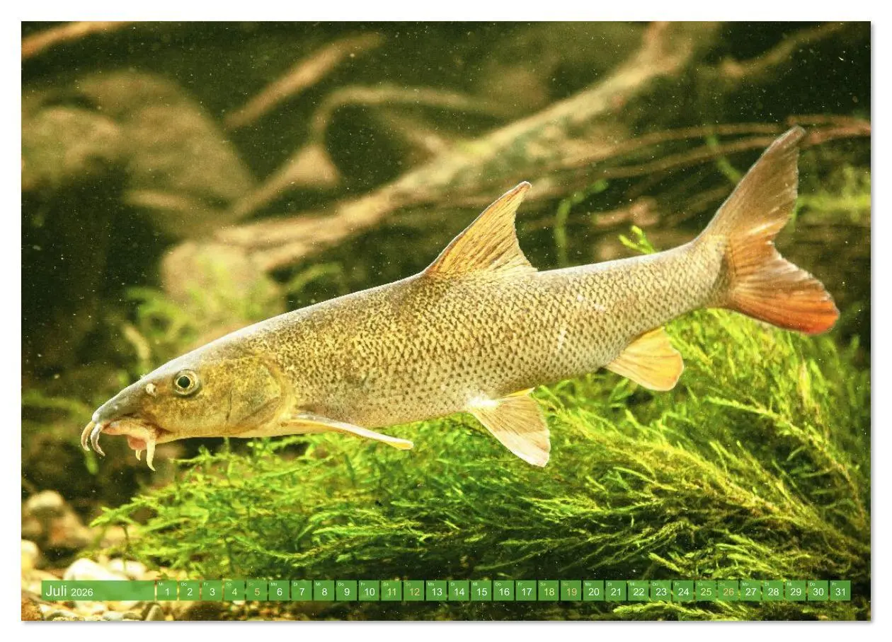 Bild: 9783516614459 | Heimische Fische: Karpfen, Forelle, Hecht (Wandkalender 2026 DIN A4...