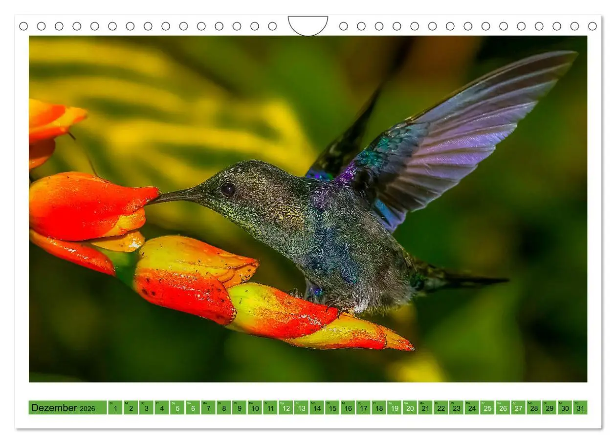 Bild: 9783457374559 | Kolibris; Anmut, Schönheit, Farben (Wandkalender 2026 DIN A4 quer),...