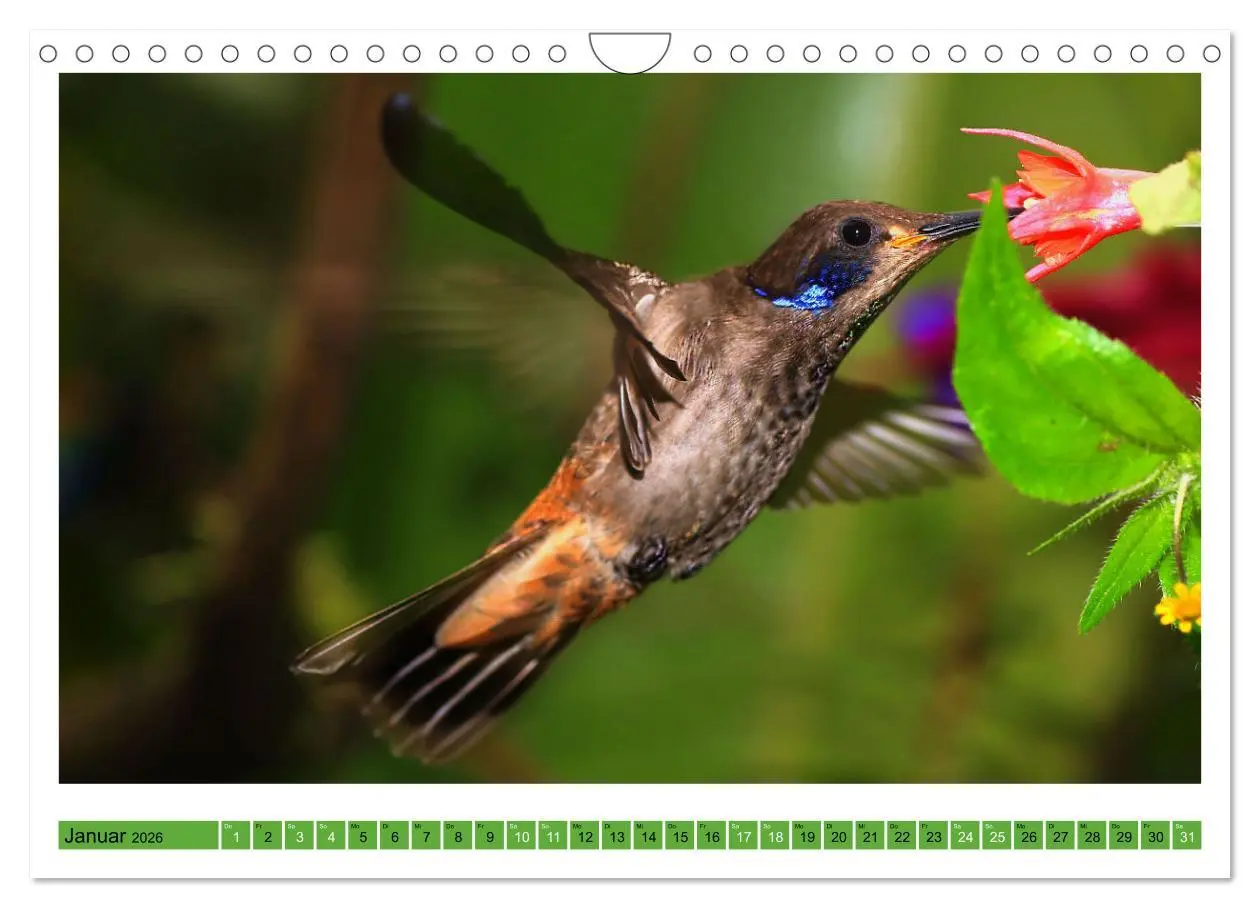 Bild: 9783457374559 | Kolibris; Anmut, Schönheit, Farben (Wandkalender 2026 DIN A4 quer),...