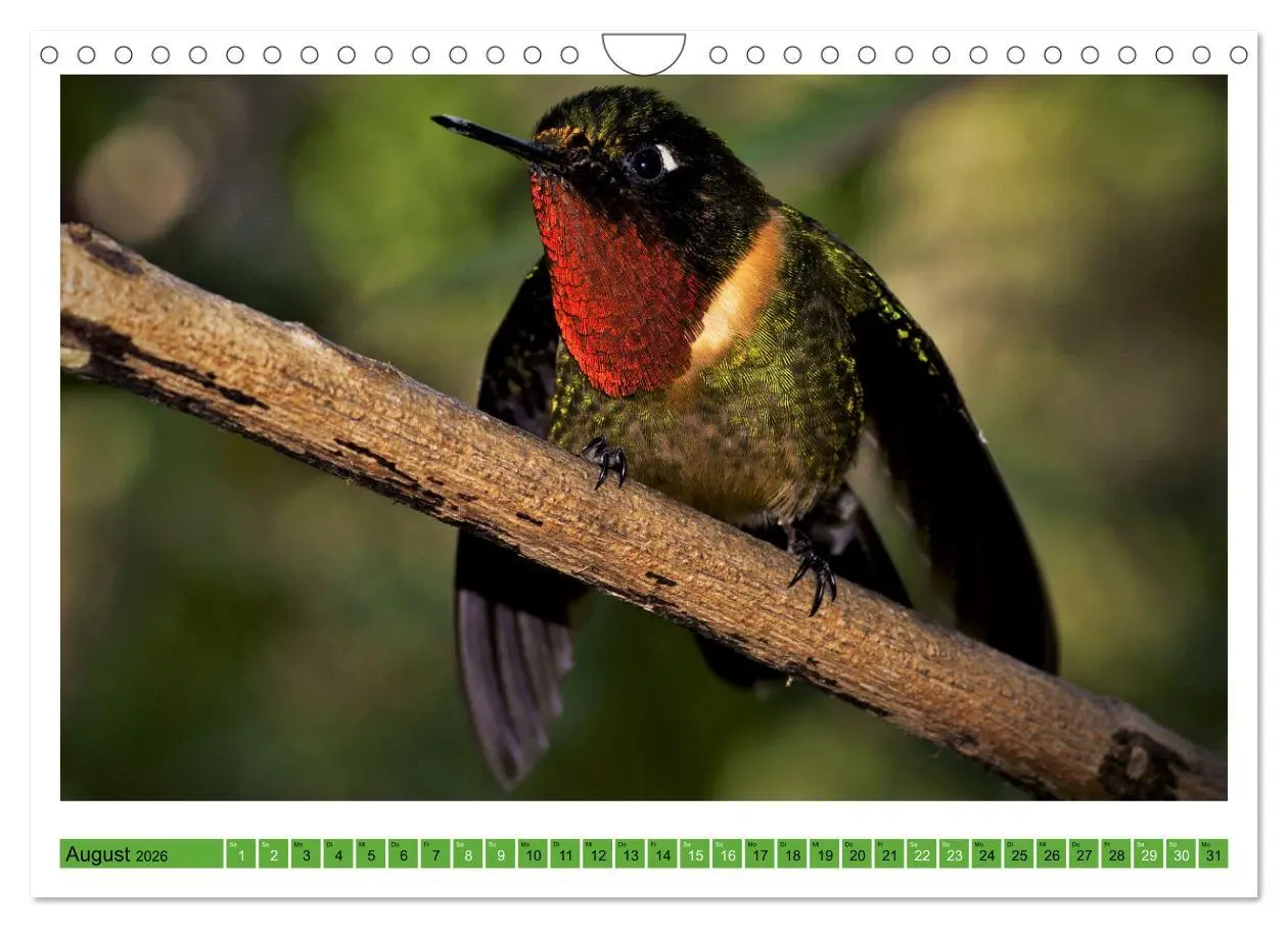 Bild: 9783457374559 | Kolibris; Anmut, Schönheit, Farben (Wandkalender 2026 DIN A4 quer),...