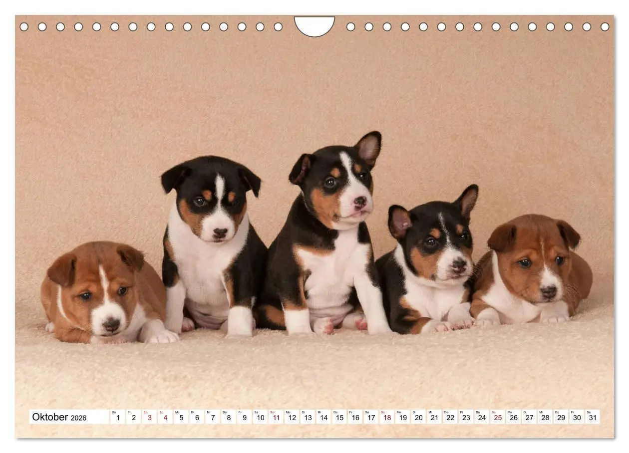Bild: 9783457824559 | Wunderbare Basenji Welpenzeit (Wandkalender 2026 DIN A4 quer),...