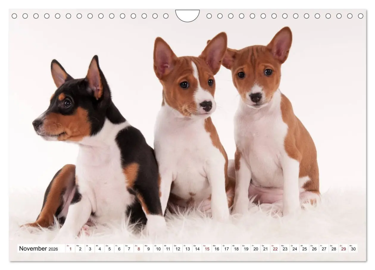 Bild: 9783457824559 | Wunderbare Basenji Welpenzeit (Wandkalender 2026 DIN A4 quer),...