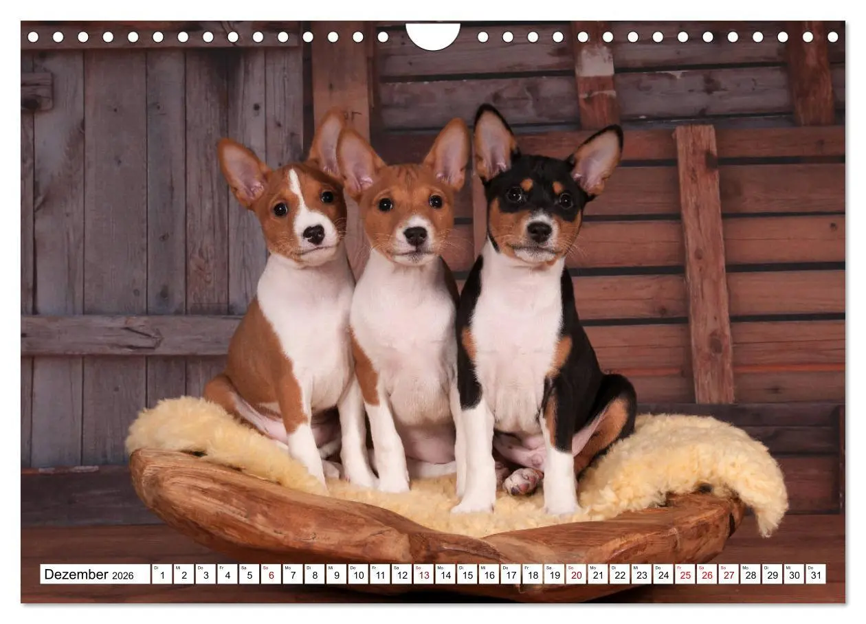 Bild: 9783457824559 | Wunderbare Basenji Welpenzeit (Wandkalender 2026 DIN A4 quer),...
