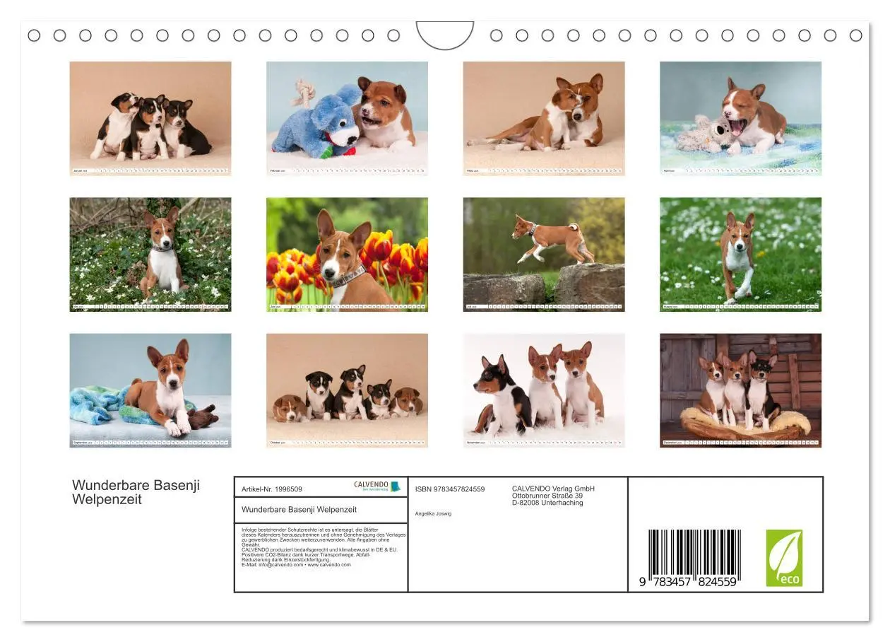 Bild: 9783457824559 | Wunderbare Basenji Welpenzeit (Wandkalender 2026 DIN A4 quer),...