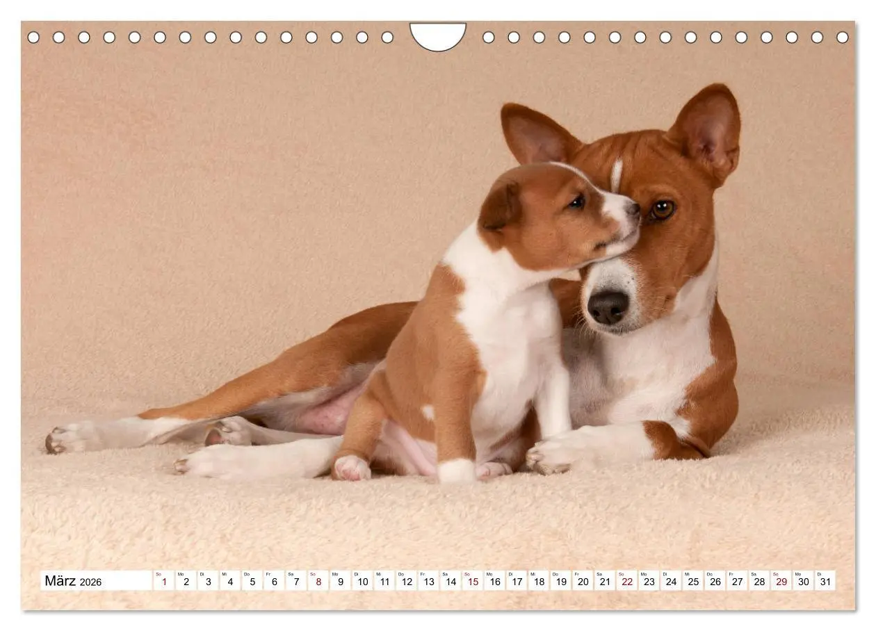 Bild: 9783457824559 | Wunderbare Basenji Welpenzeit (Wandkalender 2026 DIN A4 quer),...