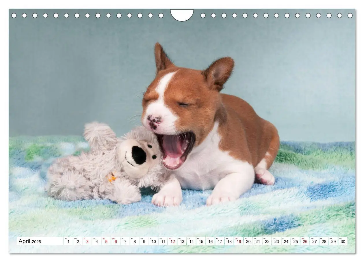 Bild: 9783457824559 | Wunderbare Basenji Welpenzeit (Wandkalender 2026 DIN A4 quer),...