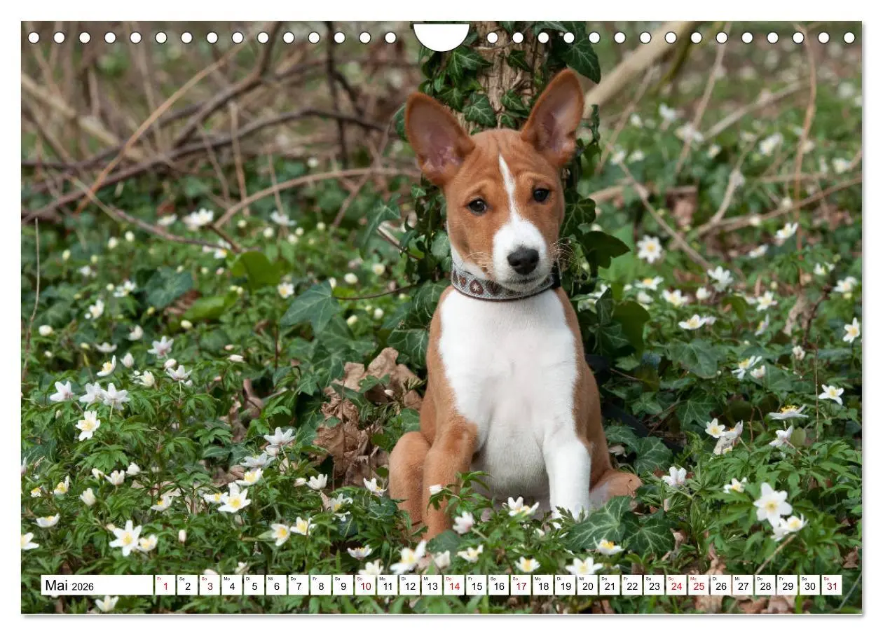 Bild: 9783457824559 | Wunderbare Basenji Welpenzeit (Wandkalender 2026 DIN A4 quer),...