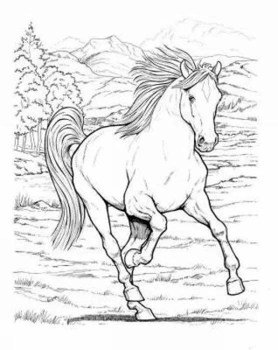Cover: 9780486444659 | Wonderful World of Horses Coloring Book | John Green | Taschenbuch