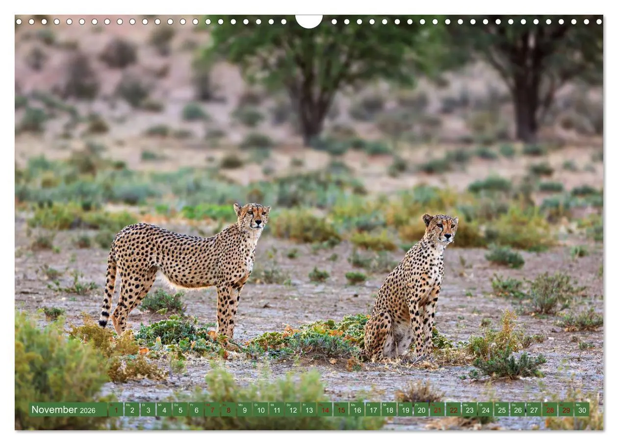 Bild: 9783457264959 | Afrikas Tierwelt - Geparde (Wandkalender 2026 DIN A3 quer),...