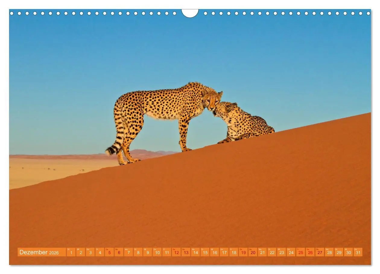 Bild: 9783457264959 | Afrikas Tierwelt - Geparde (Wandkalender 2026 DIN A3 quer),...