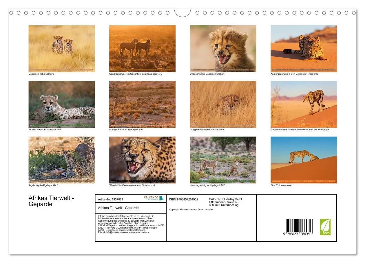 Bild: 9783457264959 | Afrikas Tierwelt - Geparde (Wandkalender 2026 DIN A3 quer),...