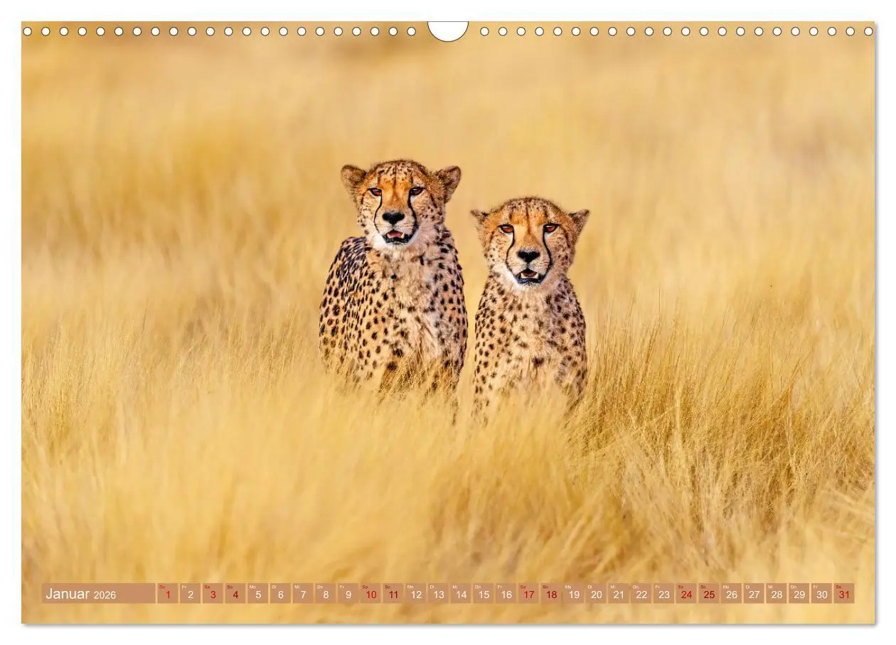 Bild: 9783457264959 | Afrikas Tierwelt - Geparde (Wandkalender 2026 DIN A3 quer),...
