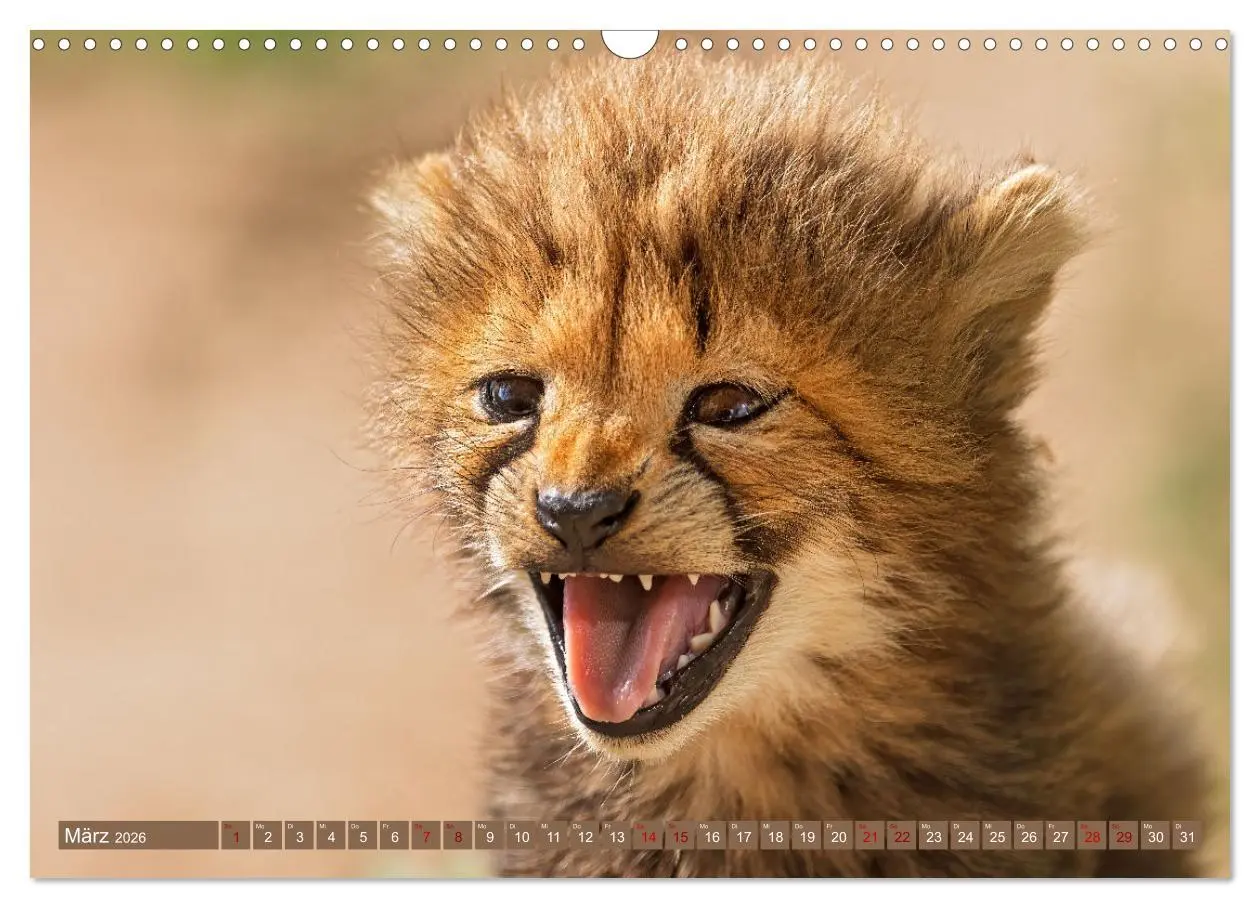 Bild: 9783457264959 | Afrikas Tierwelt - Geparde (Wandkalender 2026 DIN A3 quer),...