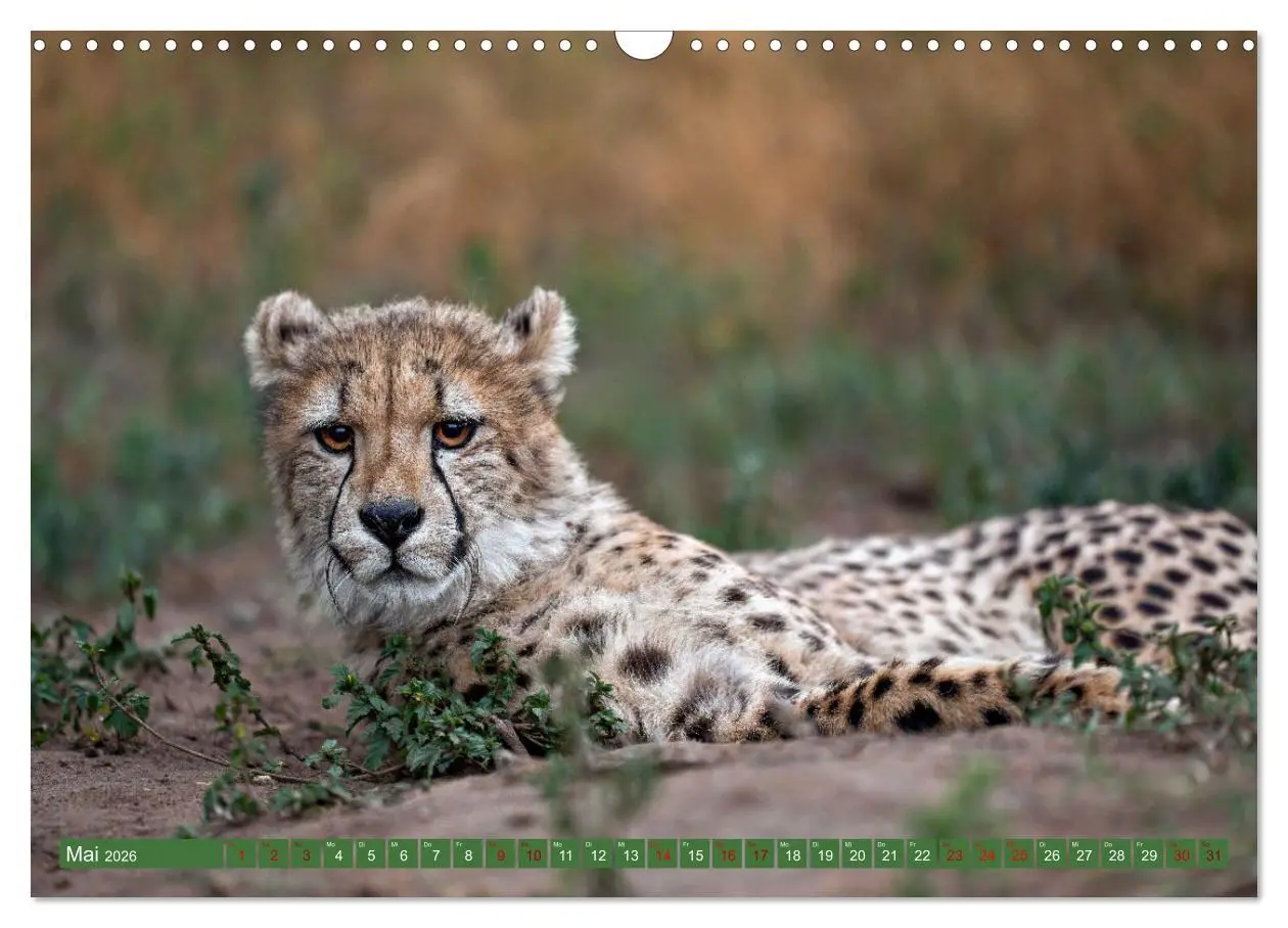 Bild: 9783457264959 | Afrikas Tierwelt - Geparde (Wandkalender 2026 DIN A3 quer),...