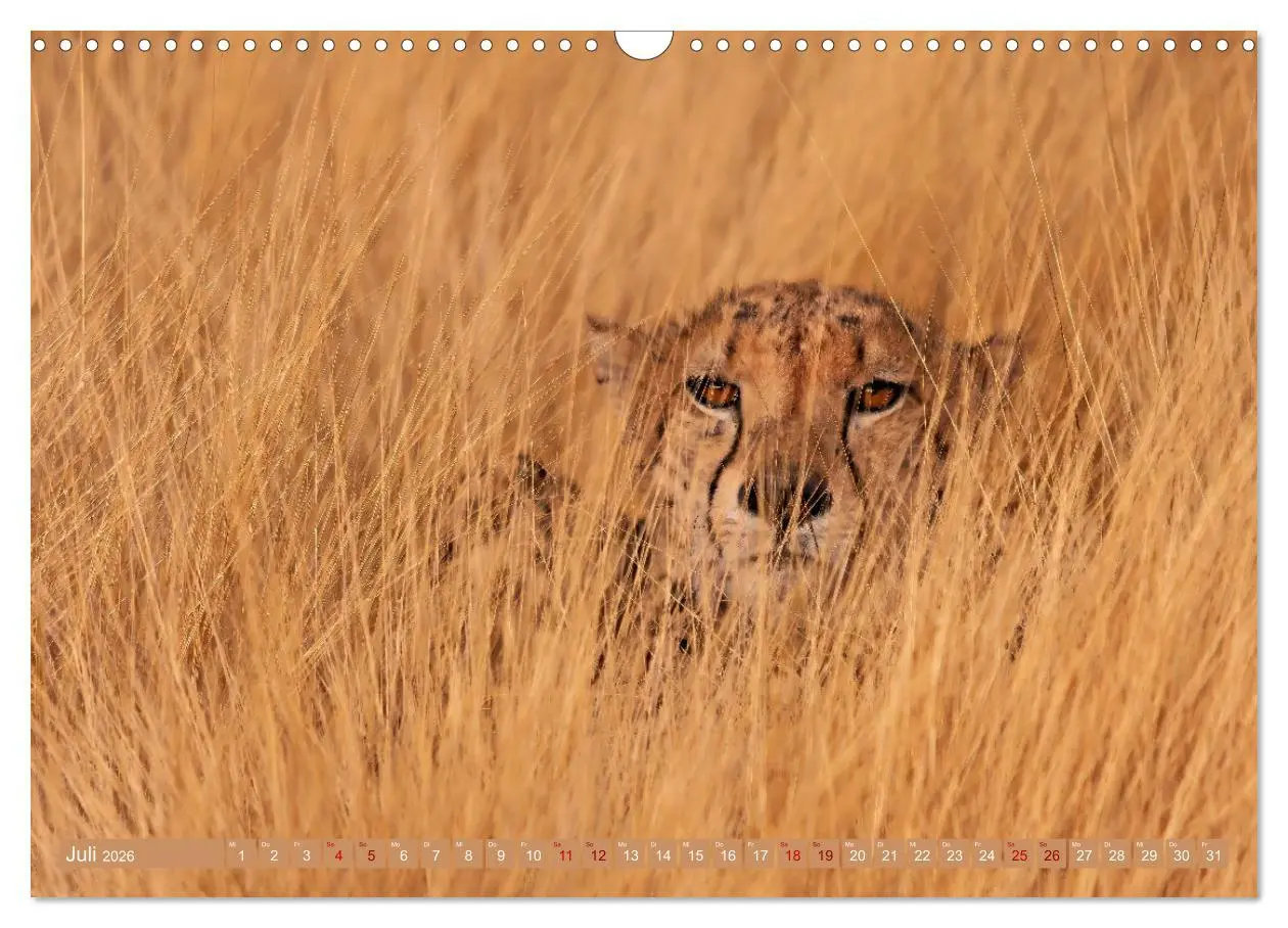 Bild: 9783457264959 | Afrikas Tierwelt - Geparde (Wandkalender 2026 DIN A3 quer),...