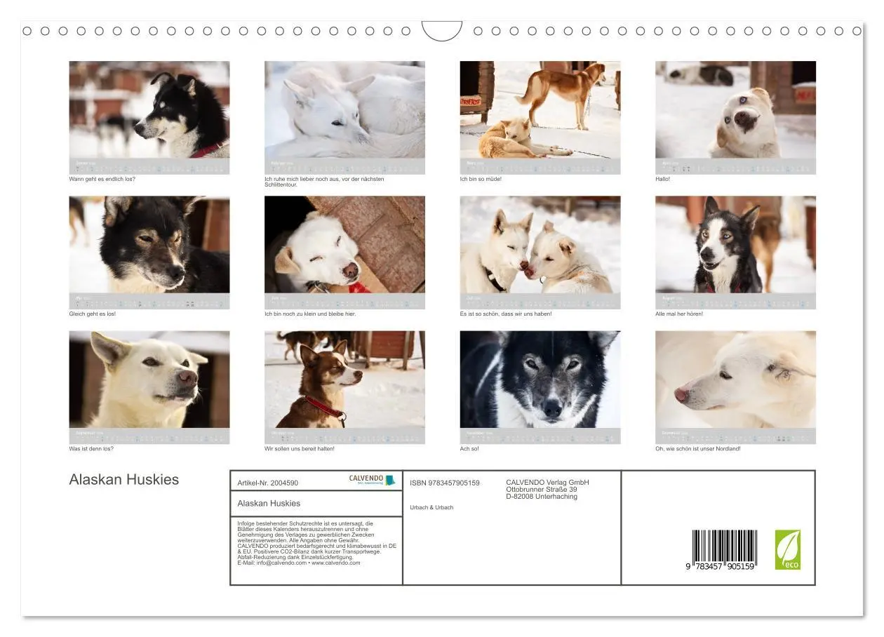 Bild: 9783457905159 | Alaskan Huskies (Wandkalender 2026 DIN A3 quer), CALVENDO...