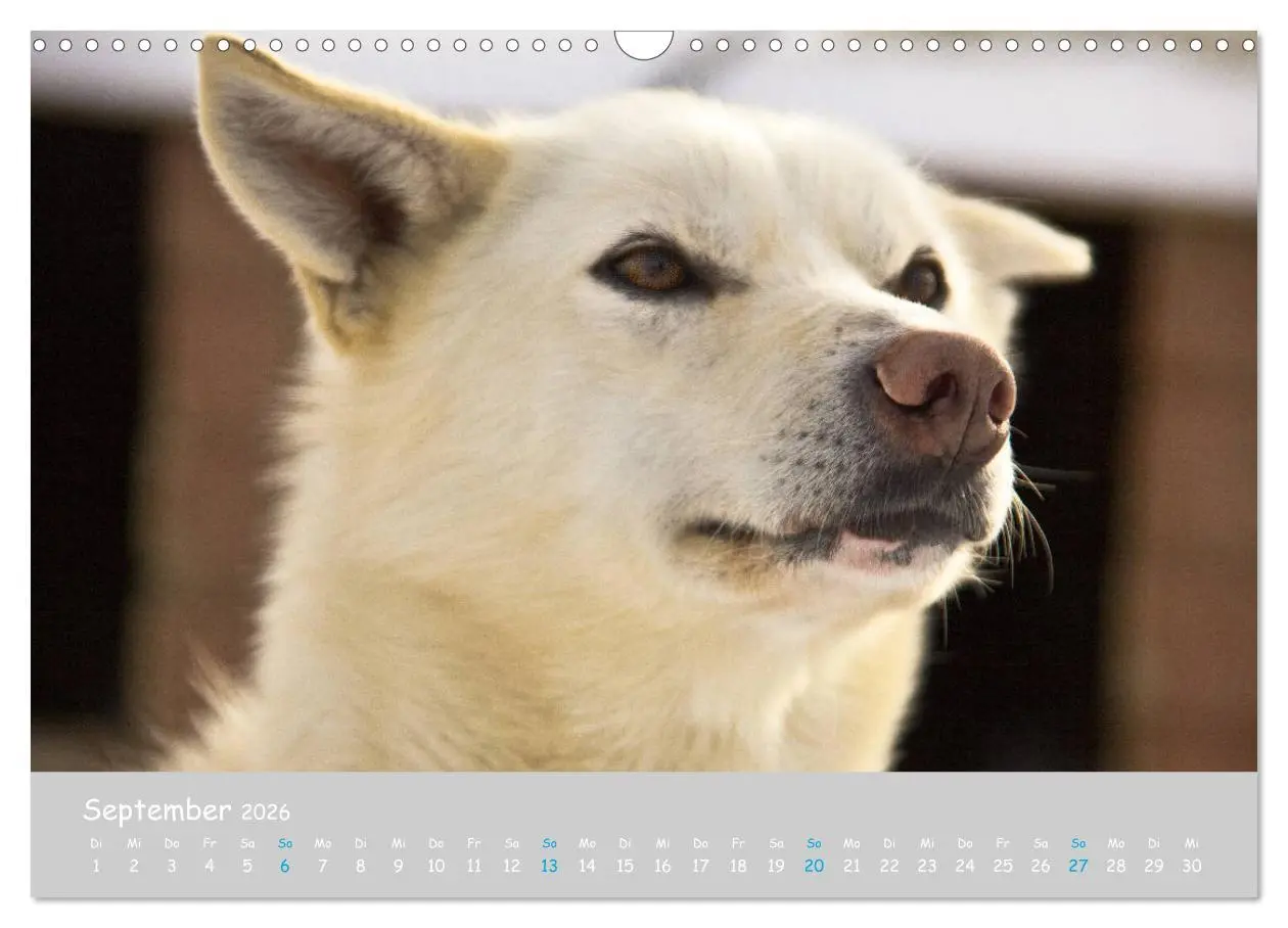 Bild: 9783457905159 | Alaskan Huskies (Wandkalender 2026 DIN A3 quer), CALVENDO...