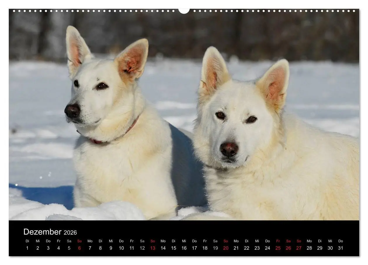 Bild: 9783516165159 | Weißer Schweizer Schäferhund (Wandkalender 2026 DIN A2 quer),...