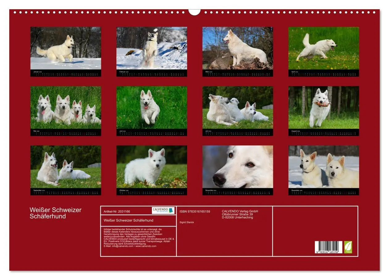Bild: 9783516165159 | Weißer Schweizer Schäferhund (Wandkalender 2026 DIN A2 quer),...