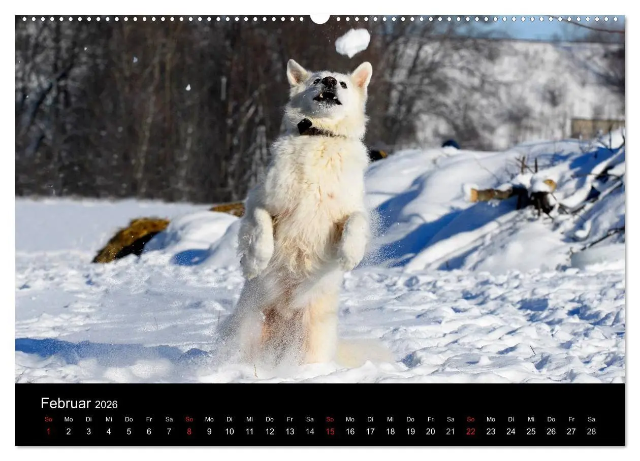 Bild: 9783516165159 | Weißer Schweizer Schäferhund (Wandkalender 2026 DIN A2 quer),...