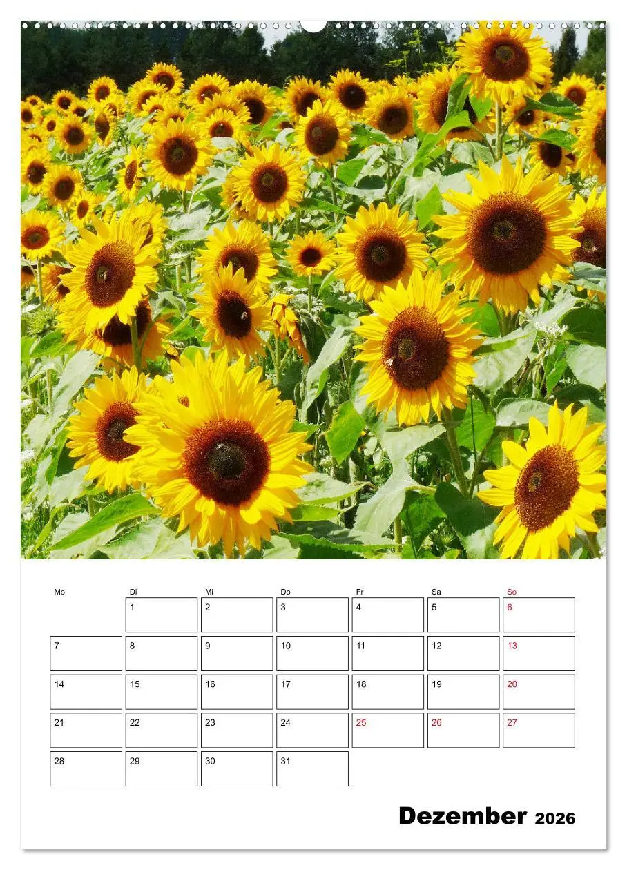 Bild: 9783516395259 | Leuchtende Sonnenblumen (hochwertiger Premium Wandkalender 2026 DIN...