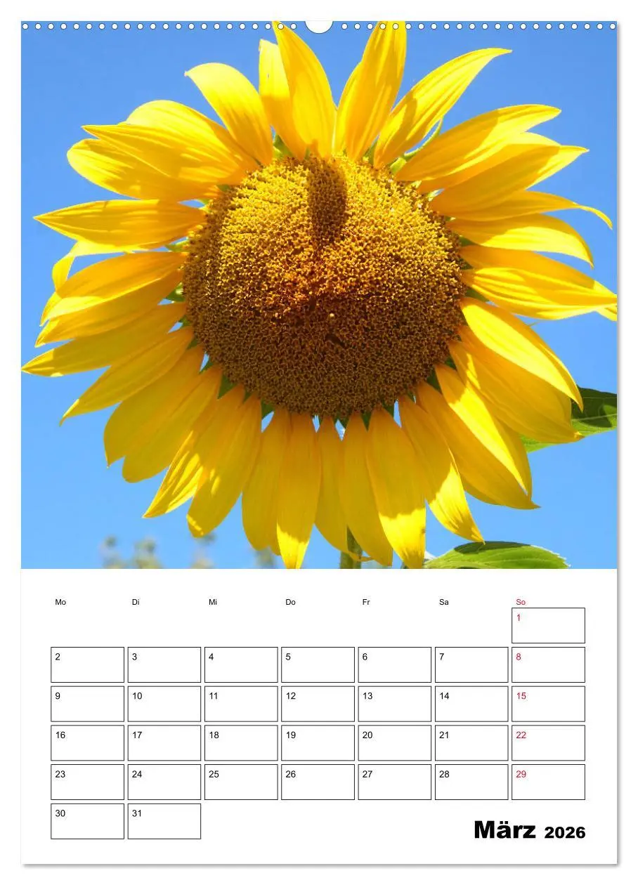 Bild: 9783516395259 | Leuchtende Sonnenblumen (hochwertiger Premium Wandkalender 2026 DIN...