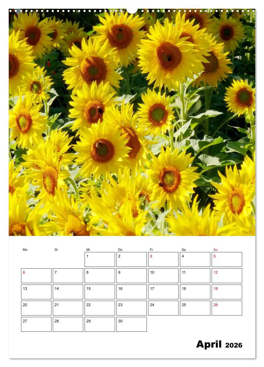 Bild: 9783516395259 | Leuchtende Sonnenblumen (hochwertiger Premium Wandkalender 2026 DIN...