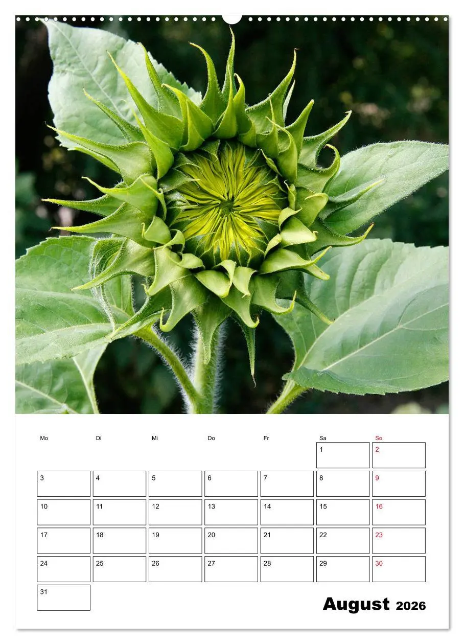 Bild: 9783516395259 | Leuchtende Sonnenblumen (hochwertiger Premium Wandkalender 2026 DIN...