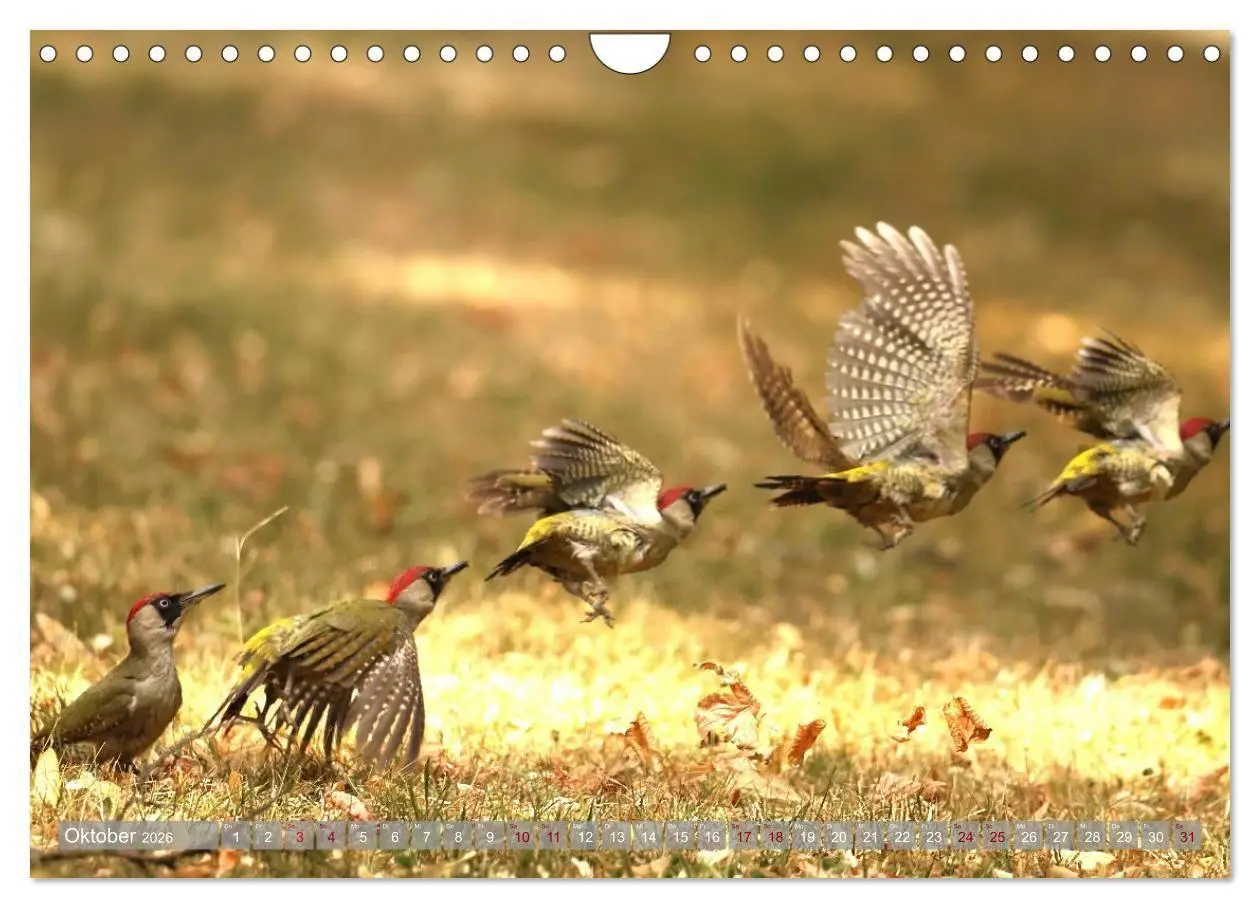Bild: 9783516695359 | Vögel im Fluge (Wandkalender 2026 DIN A4 quer), CALVENDO...