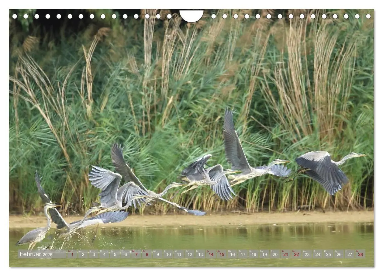 Bild: 9783516695359 | Vögel im Fluge (Wandkalender 2026 DIN A4 quer), CALVENDO...