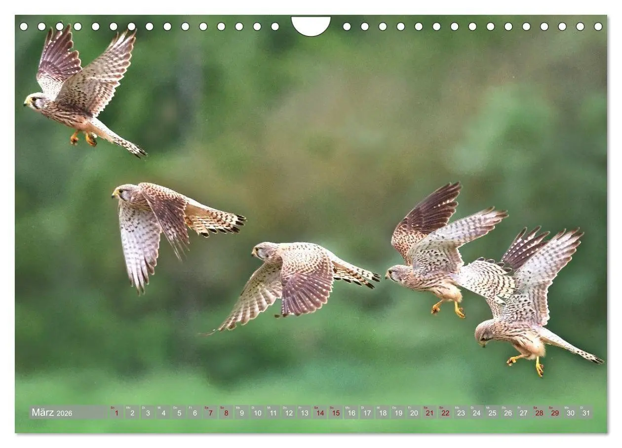 Bild: 9783516695359 | Vögel im Fluge (Wandkalender 2026 DIN A4 quer), CALVENDO...