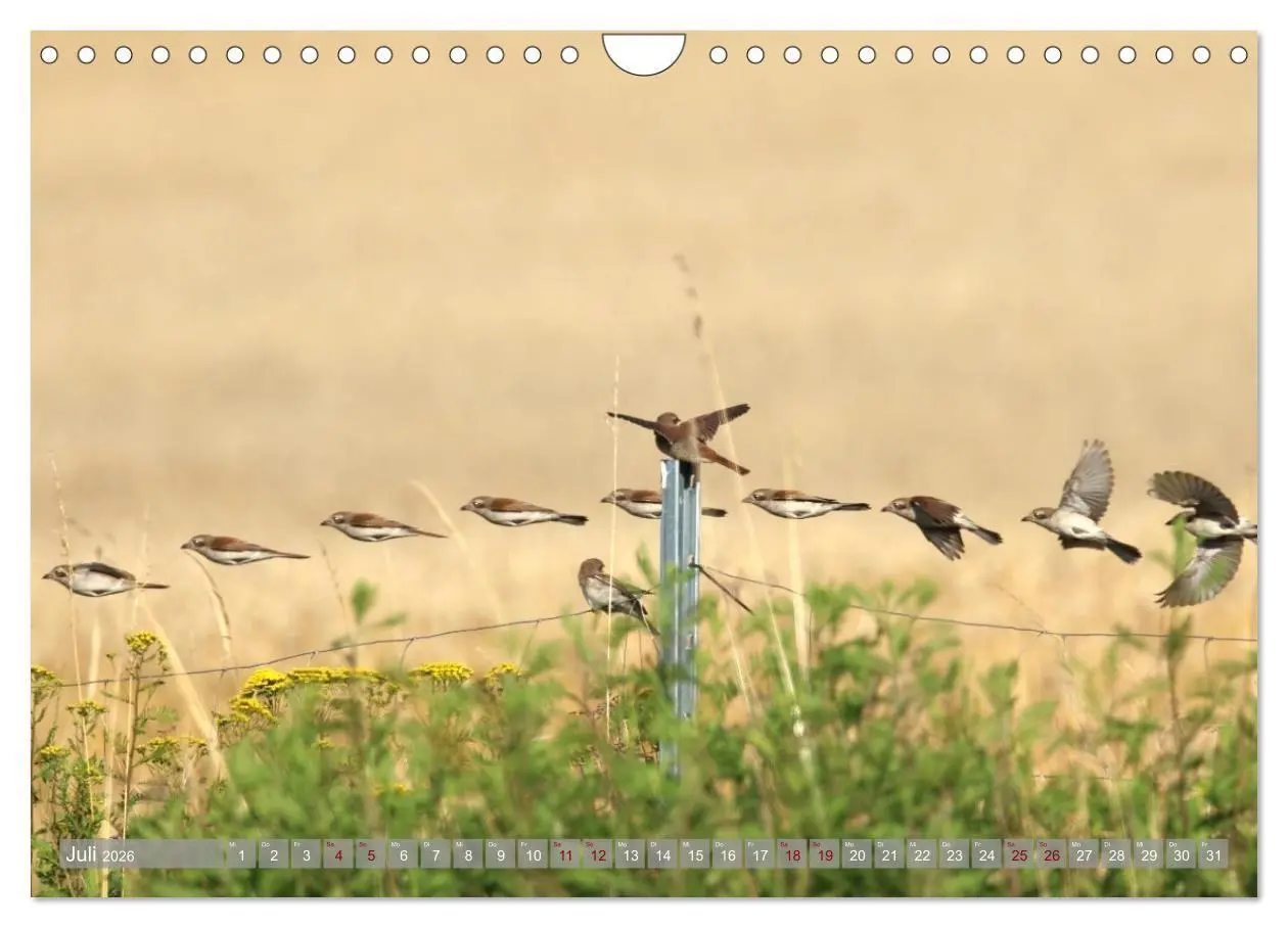 Bild: 9783516695359 | Vögel im Fluge (Wandkalender 2026 DIN A4 quer), CALVENDO...