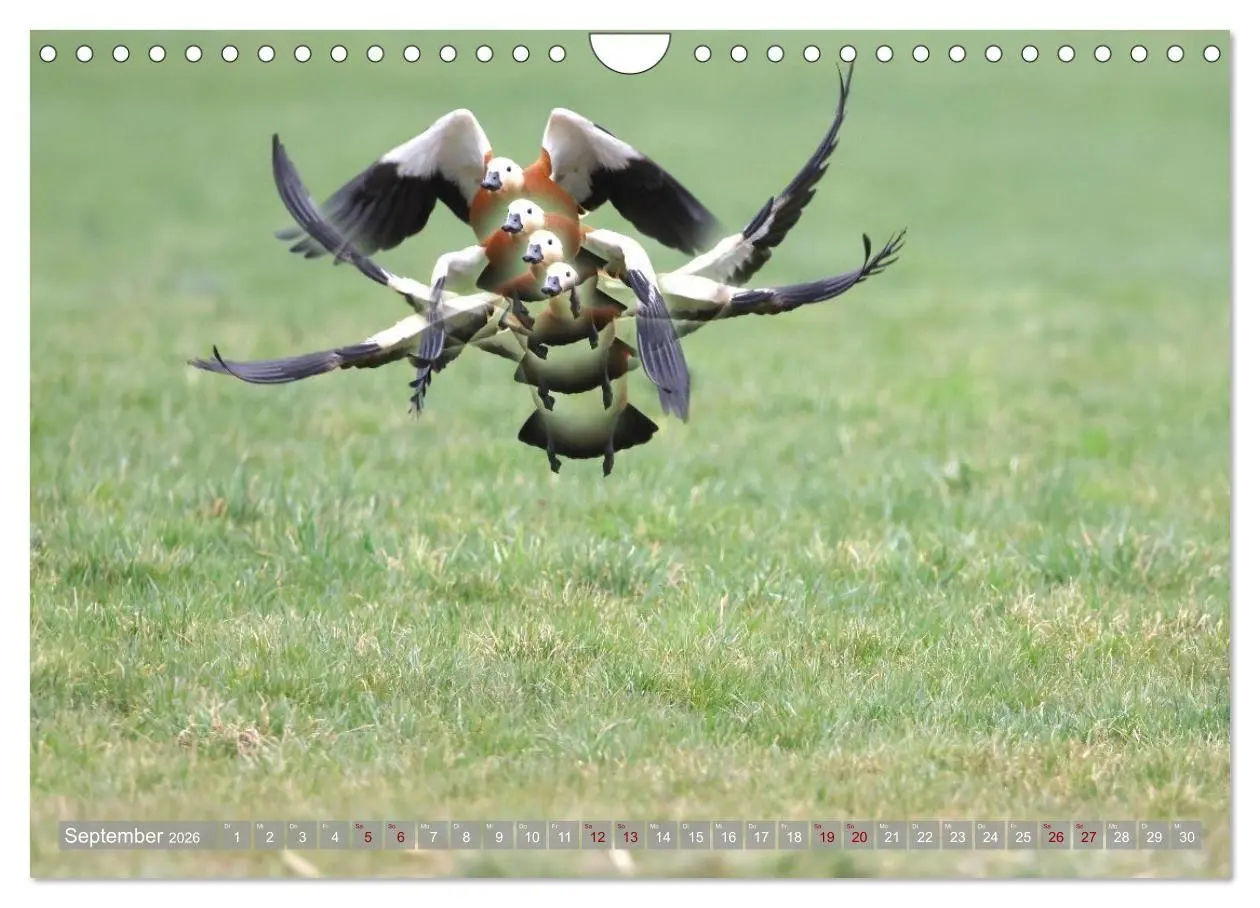 Bild: 9783516695359 | Vögel im Fluge (Wandkalender 2026 DIN A4 quer), CALVENDO...