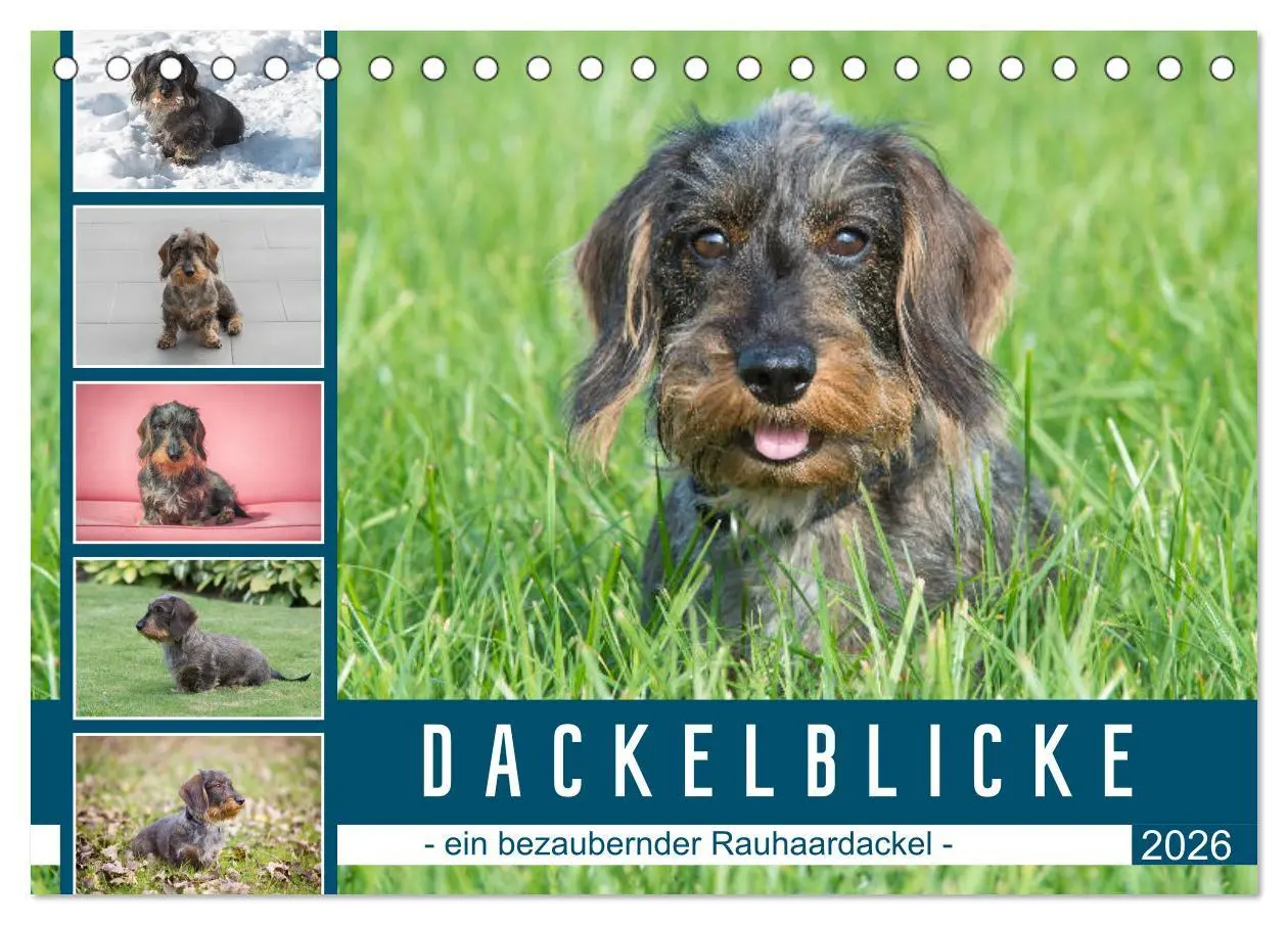 Cover: 9783457665459 | Dackelblicke - ein bezaubernder Rauhaardackel (Tischkalender 2026...