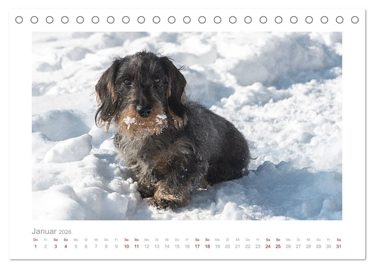 Bild: 9783457665459 | Dackelblicke - ein bezaubernder Rauhaardackel (Tischkalender 2026...