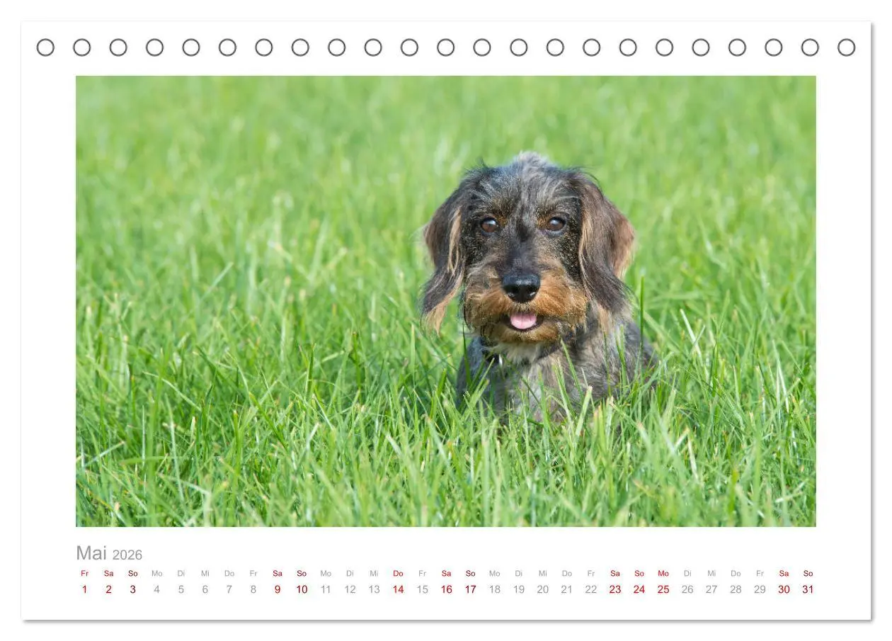 Bild: 9783457665459 | Dackelblicke - ein bezaubernder Rauhaardackel (Tischkalender 2026...